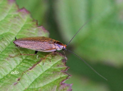 Dusky Cockroach (Ectobius lapponicus) male, Alan Prowse